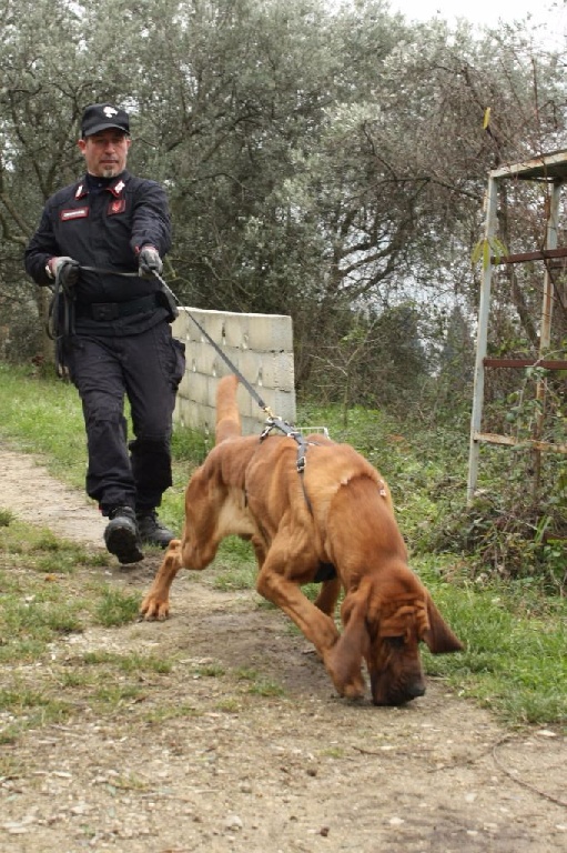 de l'antre de l'ours - Recherche gendarmerie Italienne