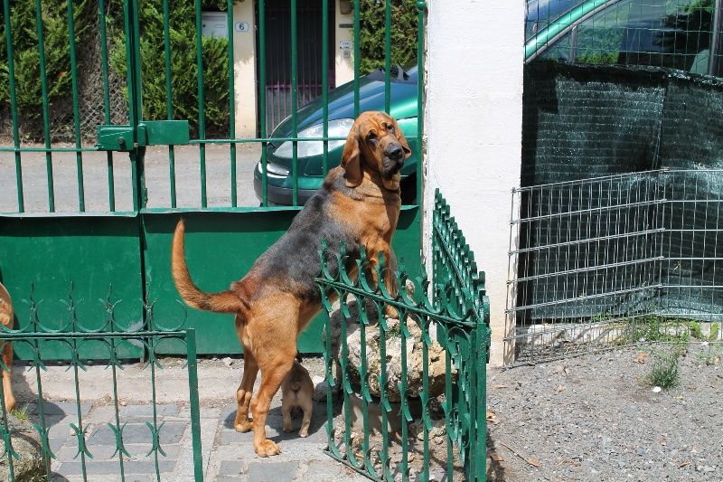 Girl de l'antre de l'ours