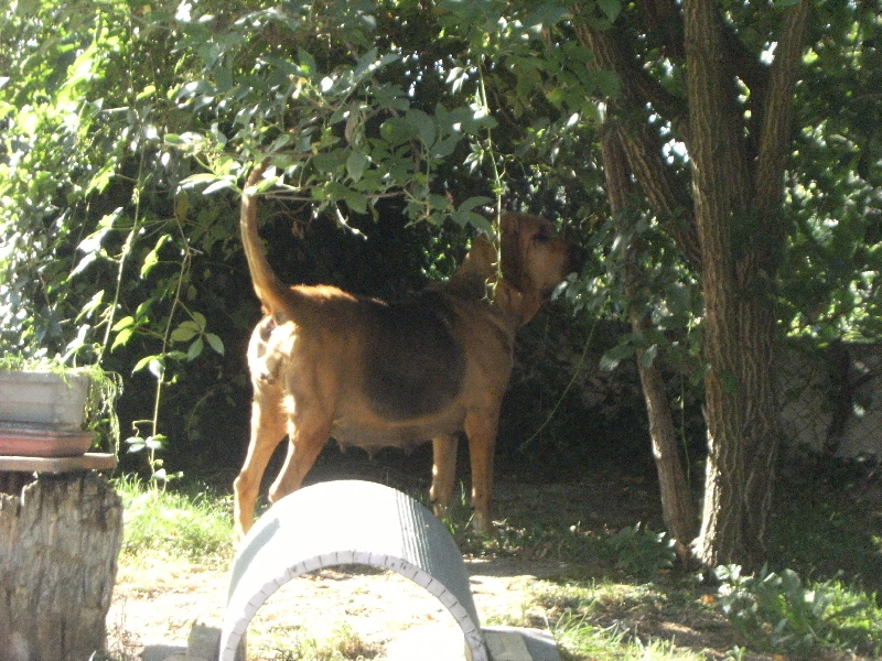 Dame du lac du Noble Limier