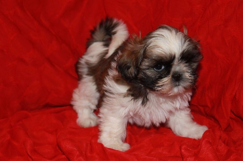 de l'antre de l'ours - Shih Tzu - Portée née le 04/04/2015